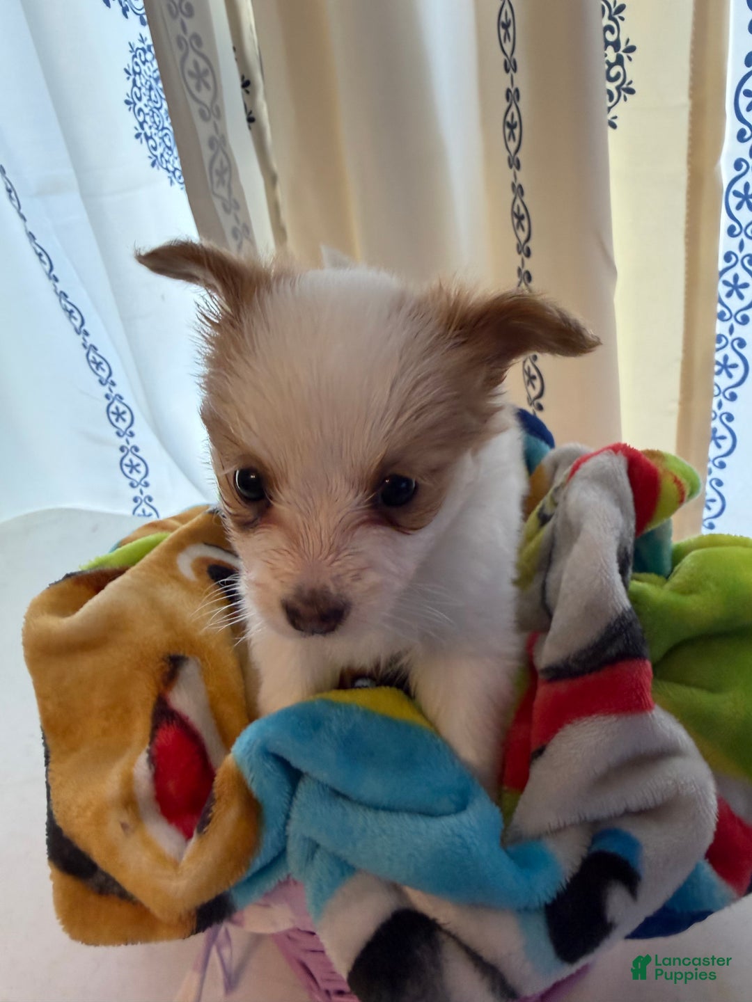 Papillon dogs for sale: Papillon Puppy 2 - Ad 3