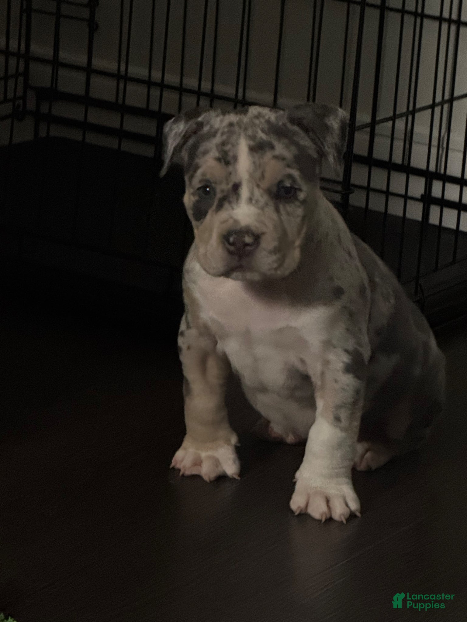American Bully dogs Prince  - Ad 17