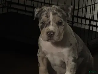 American Bully dogs Prince - Ad 17
