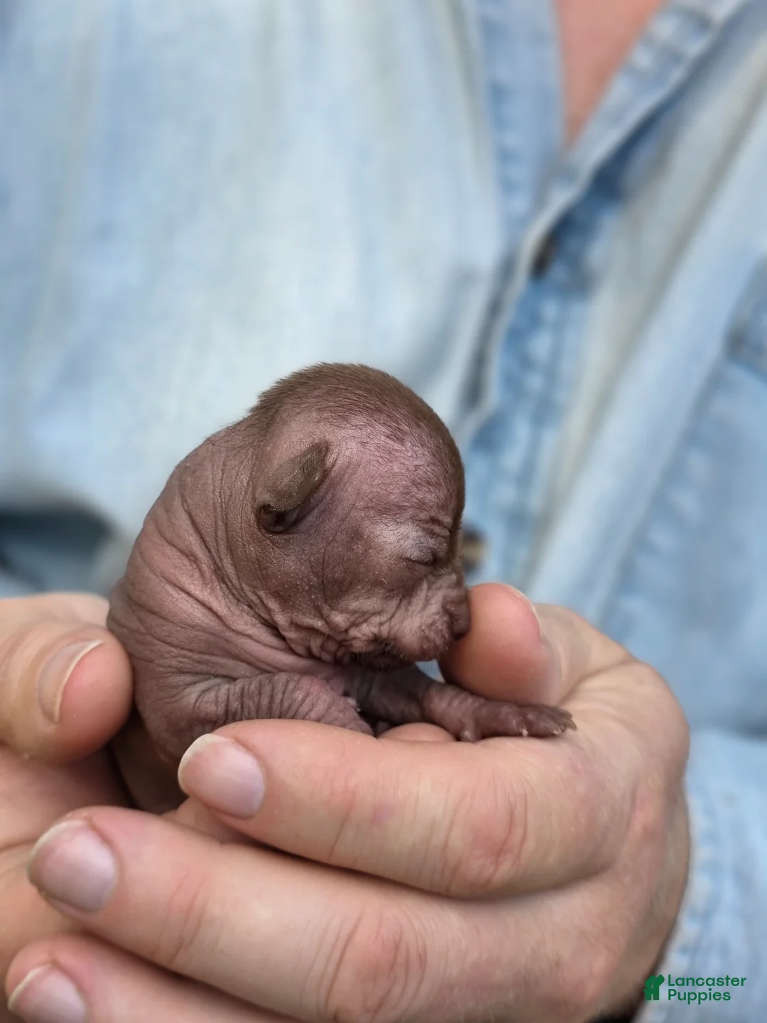 Mixed Breed dogs for sale: Mushu - Ad 17