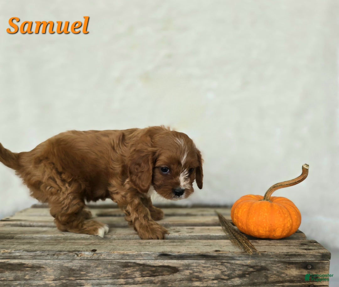 Cavapoo dogs for sale: Samuel - Ad 2