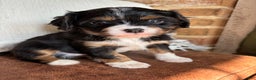 Miniature Bernese Mountain Dog dogs for sale: Muskrat - Ad 3