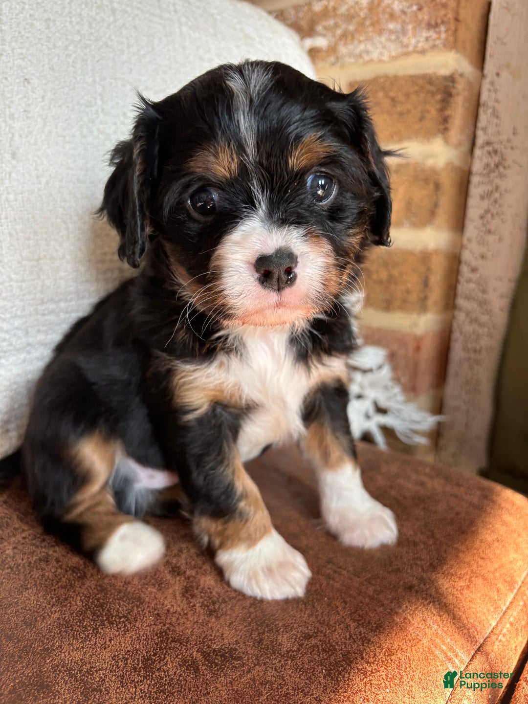 Miniature Bernese Mountain Dog dogs for sale: Muskrat - Ad 3