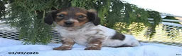 Miniature Dachshund dogs for sale: Winston - Ad 2