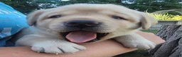 Labrador Retriever dogs for sale: Legend  - Ad 4