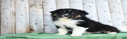 Australian Shepherd dogs for sale: Daffodile - Ad 1