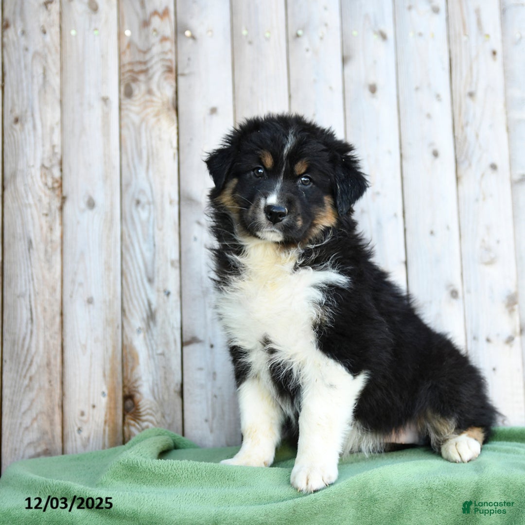 Australian Shepherd dogs for sale: Daffodile - Ad 1