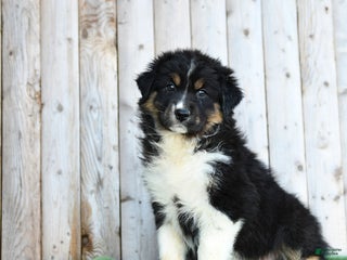 Australian Shepherd dogs Daffodile - Ad 8