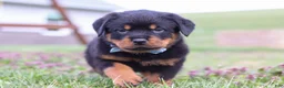 Rottweiler dogs for sale: Roscoe - Ad 8