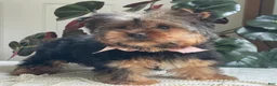 Yorkshire Terrier dogs for sale: Felicity - Ad 4