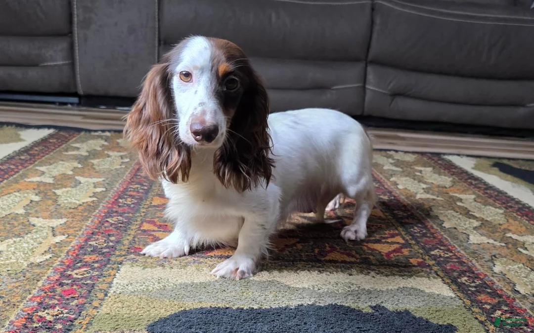 Dachshund dogs for sale: Macy - Ad 6