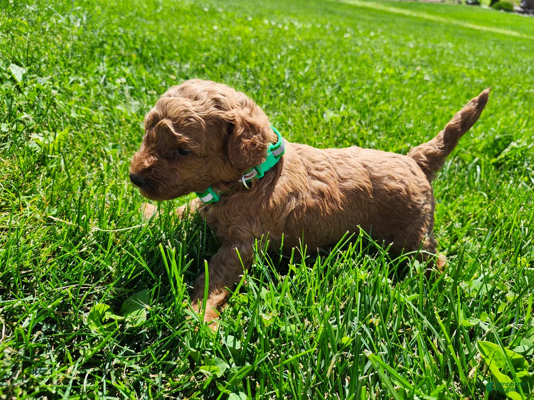 Standard Poodle dogs for sale: Bruce  - Ad 1