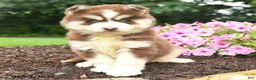 Pomsky dogs for sale: Elmer - Ad 3