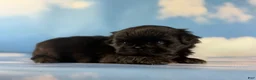 Pekingese dogs for sale: AKC JET DNA OFA  - Ad 4