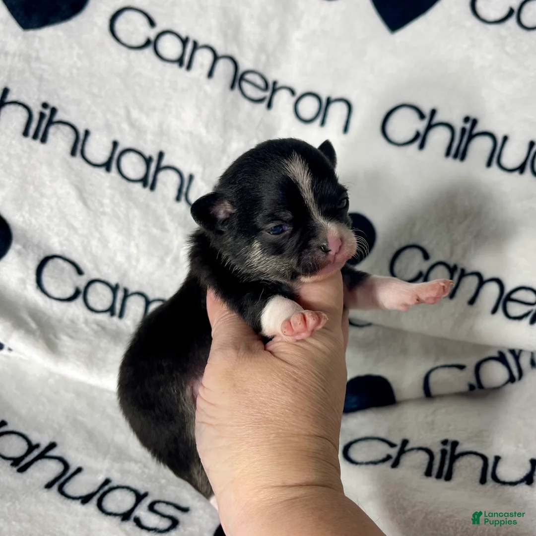 Chihuahua dogs for sale: Parker Tiny Short Coat - Ad 8