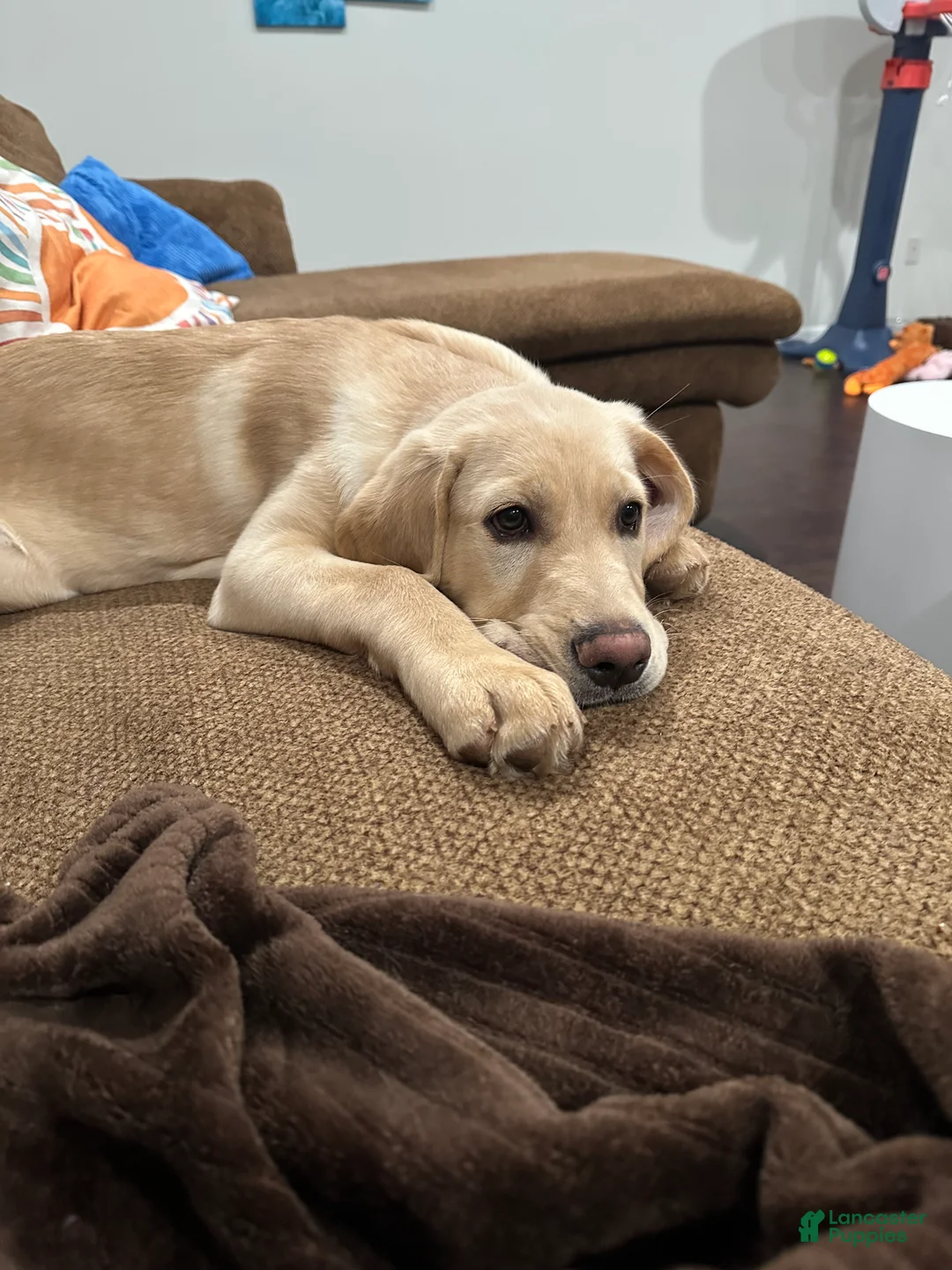 Goldador dogs for sale: Goldador Puppy 1 - Ad 2