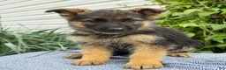 German Shepherd dogs for sale: Gertie - Ad 13