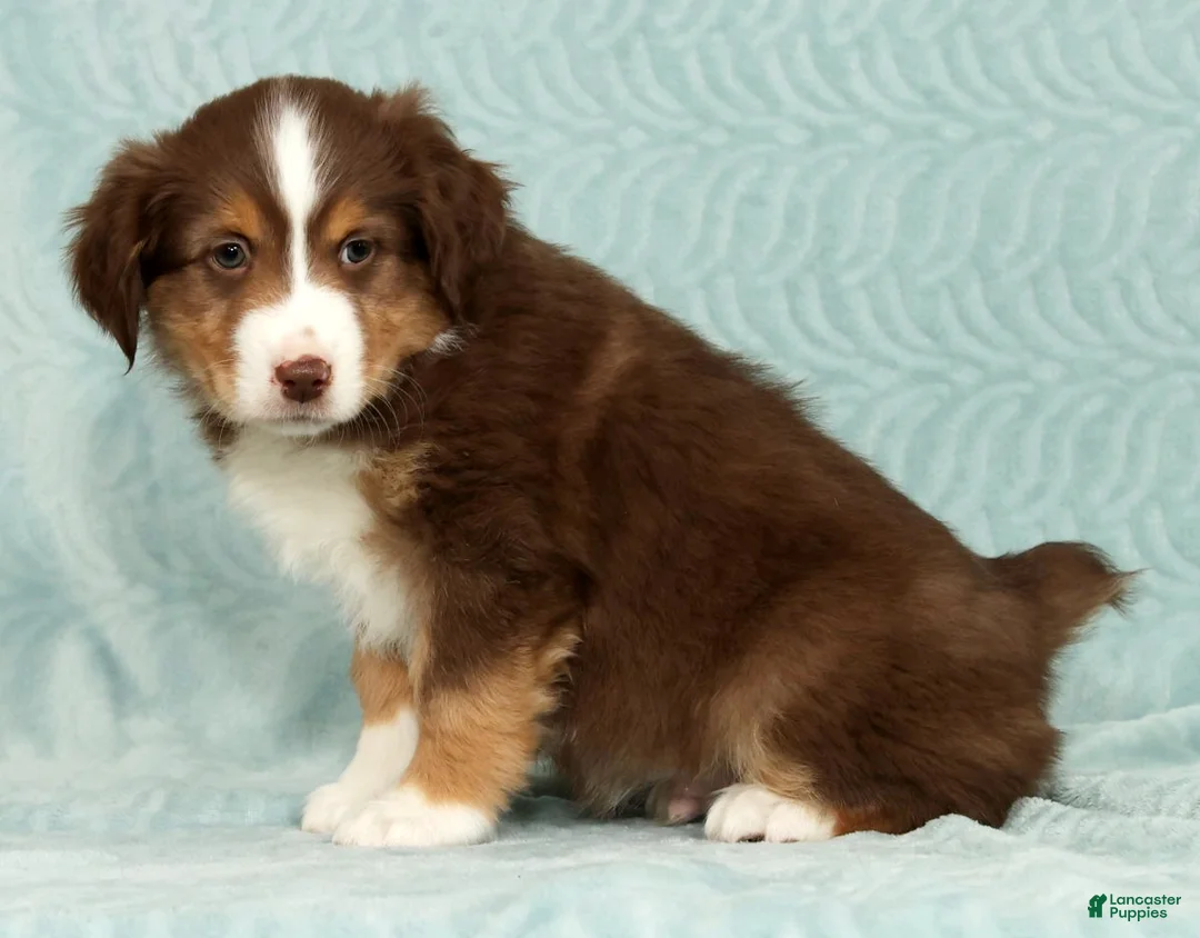 Australian Shepherd dogs for sale: Ronnie - Ad 9