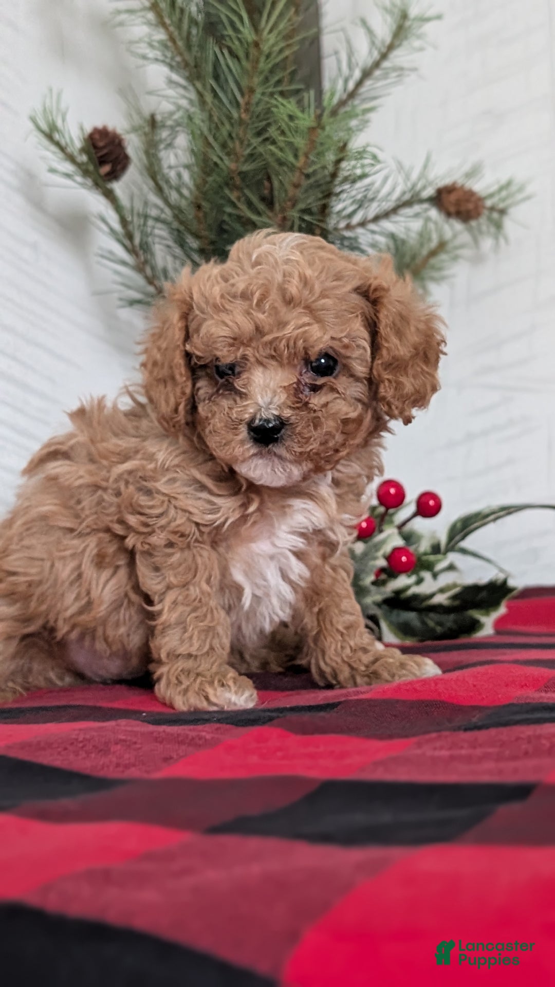 Cavapoo dogs for sale: Dakota  - Ad 11