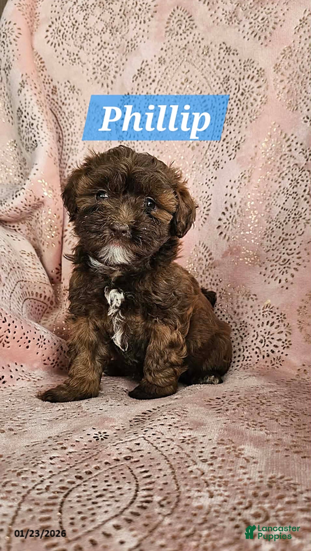 Shihpoo dogs for sale: Phillip - Ad 4