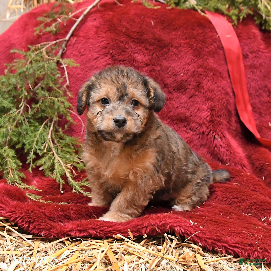 Mixed Breed dogs for sale: Puff - Ad 4