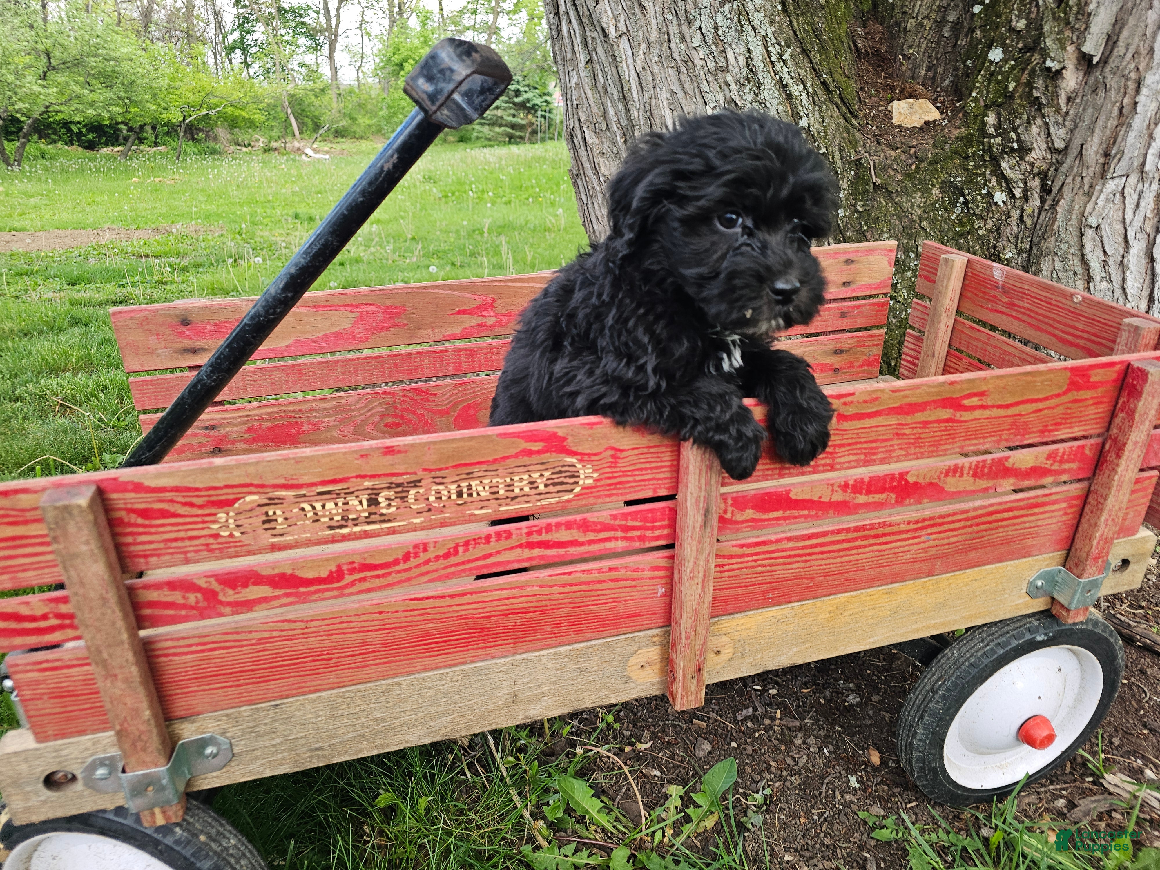 Portuguese Water Dog dogs Stella B. 💚 - Ad 1