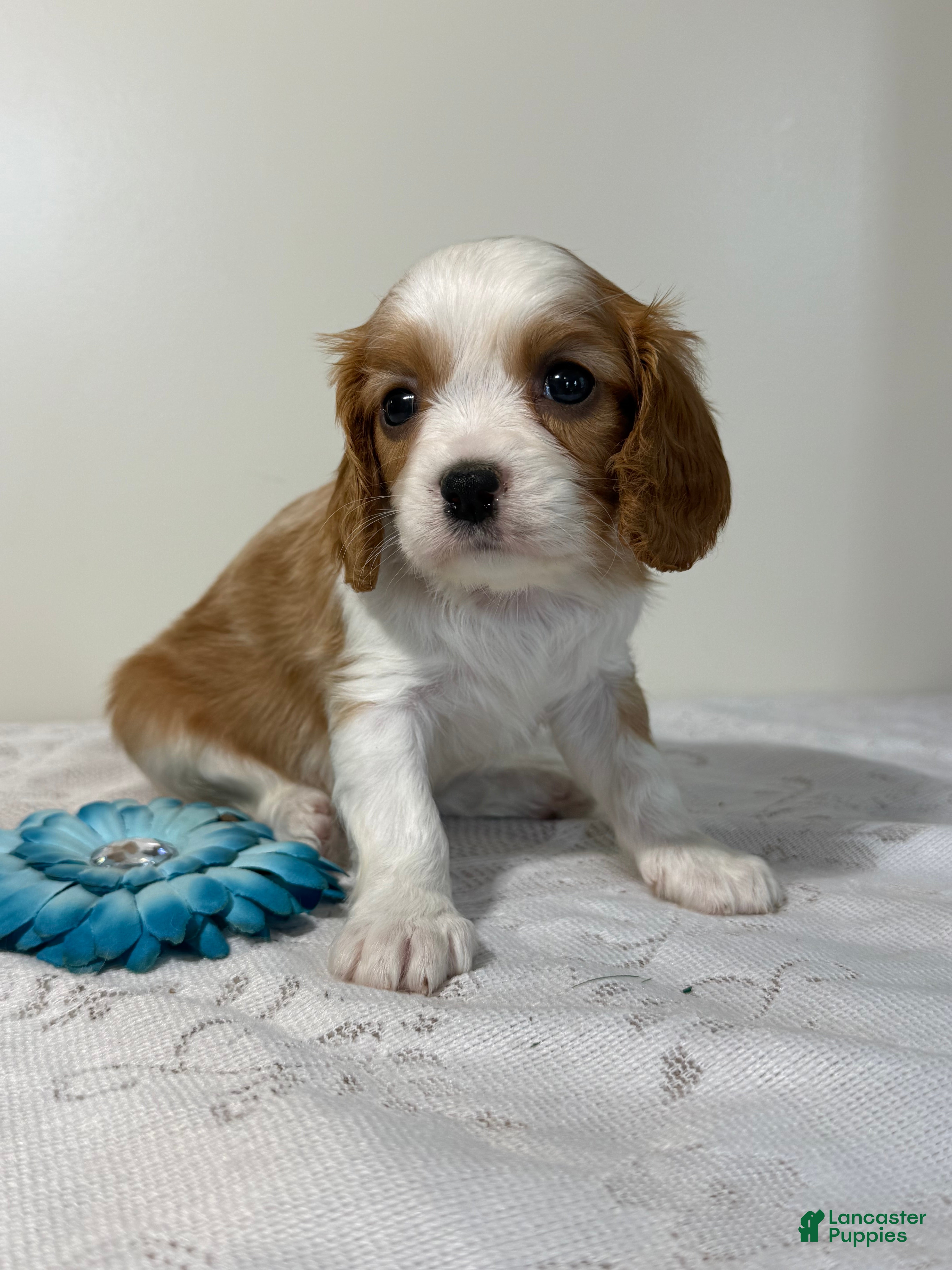 Cavalier King Charles Spaniel dogs Loyal Cavalier King Charles Spaniel  - Ad 1