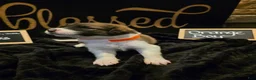 Mixed Breed dogs for sale: Orange Boy - Ad 3