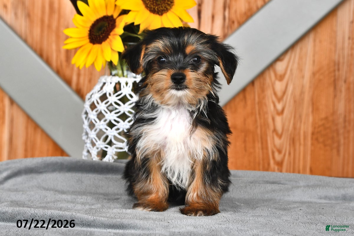 Mixed Breed dogs Roger - Ad 1