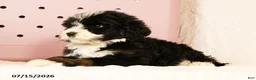 Bernedoodle dogs for sale: Linus - Ad 6