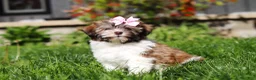 Havanese dogs for sale: Honey - Ad 3