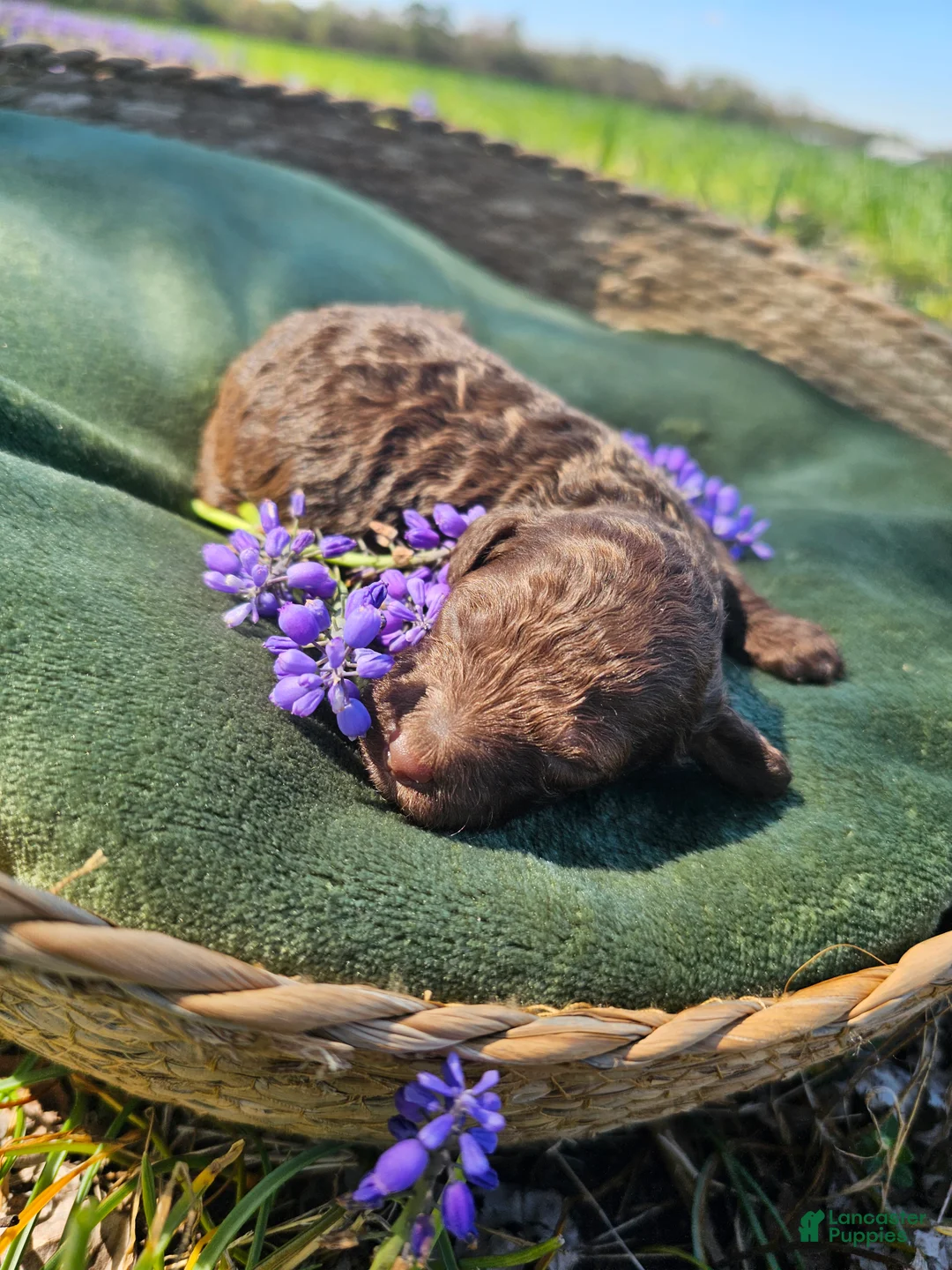 Mini Goldendoodle dogs for sale: Amber - Ad 7