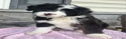 Mini Aussiedoodle dogs for sale: Chloe  - Ad 8