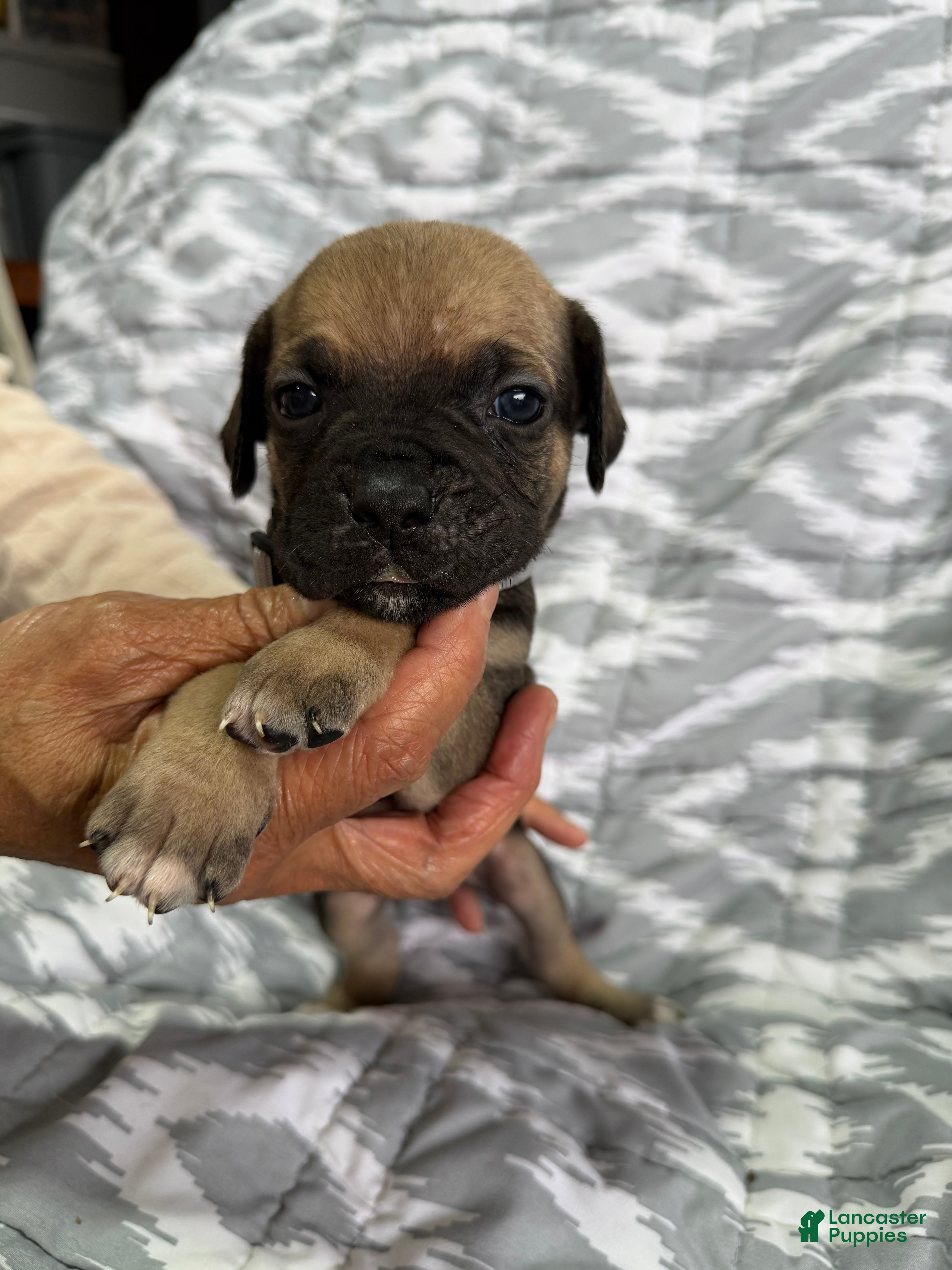 Cane Corso dogs Bentley  - Ad 1