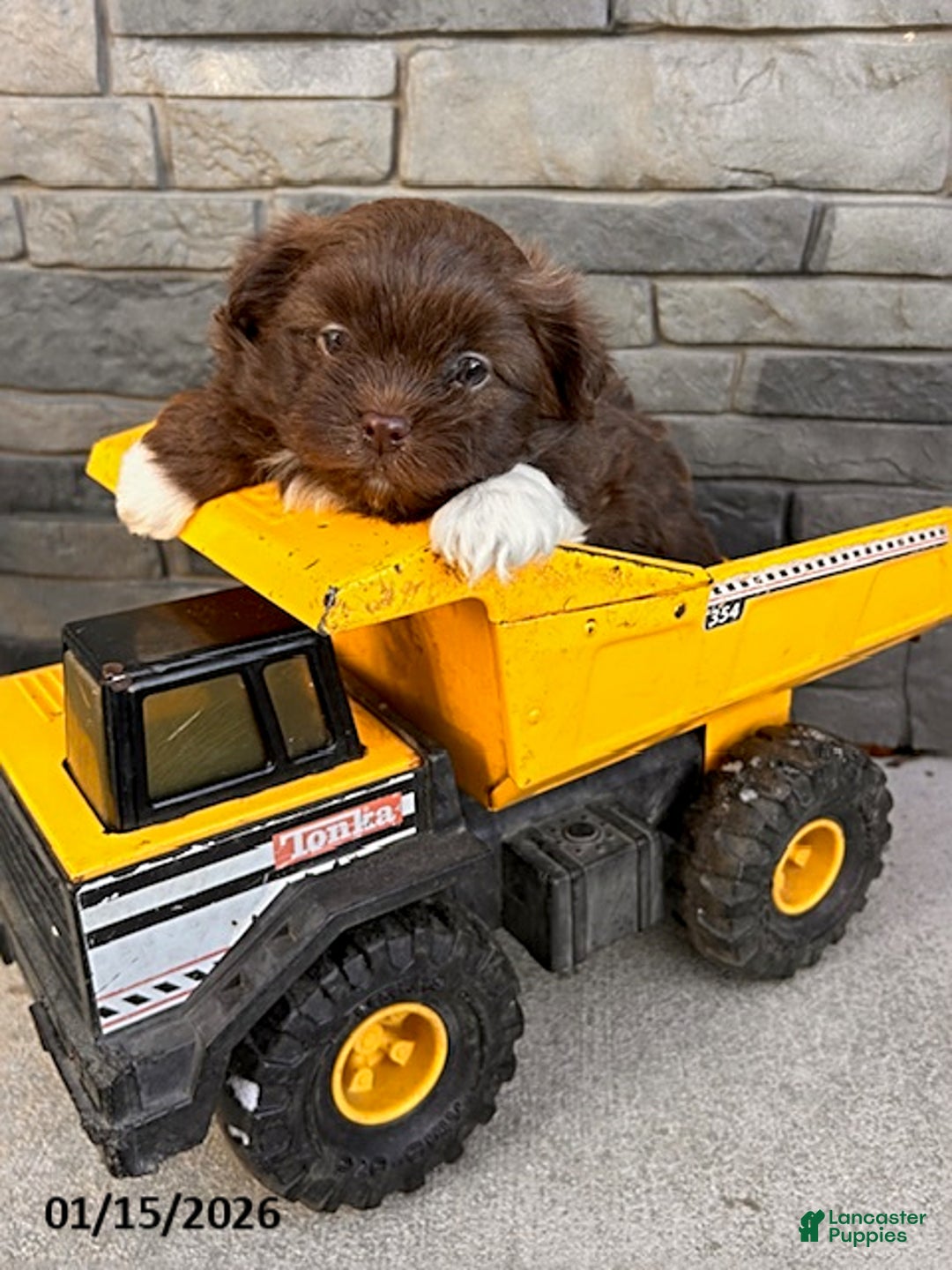 Mixed Breed dogs for sale: Gulliver - Ad 3