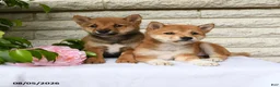 Shiba Inu dogs for sale: Russel - Ad 3