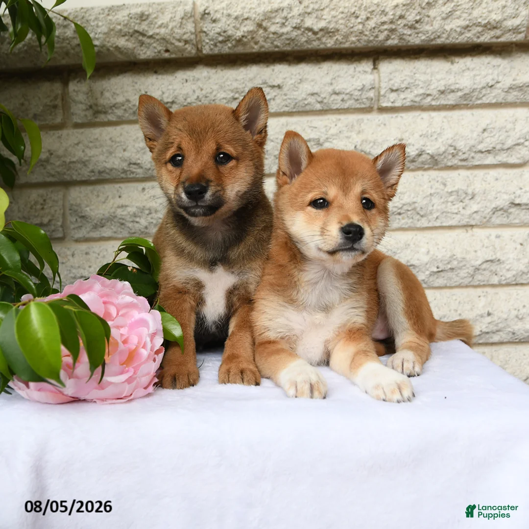 Shiba Inu dogs for sale: Russel - Ad 3