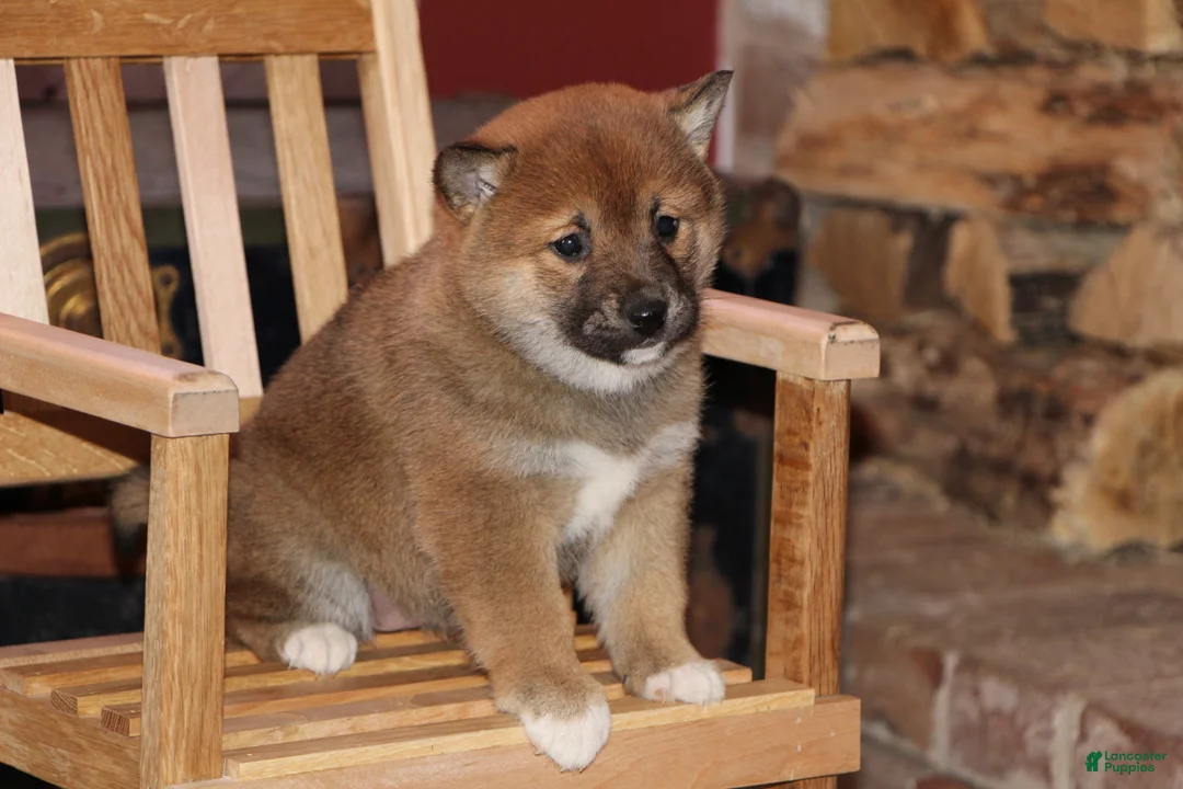 Shiba Inu dogs for sale: Shiba Inu Puppy 4 - Ad 2