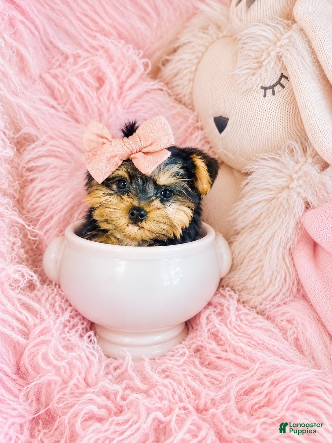 Yorkshire Terrier dogs for sale: Teacup/Pocketbook Yorkshire Terrier  - Ad 1