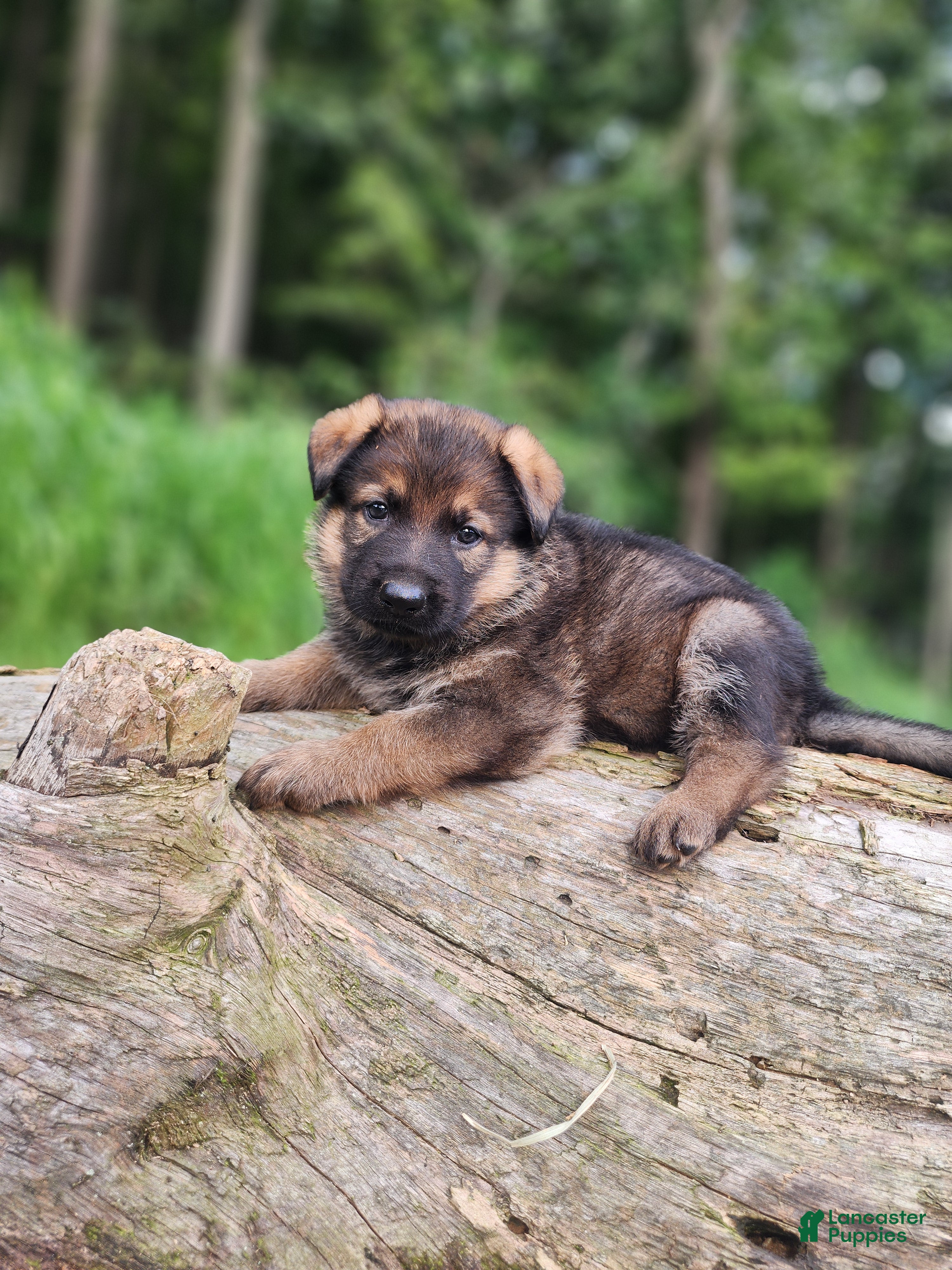 German Shepherd dogs Trusa - Ad 2