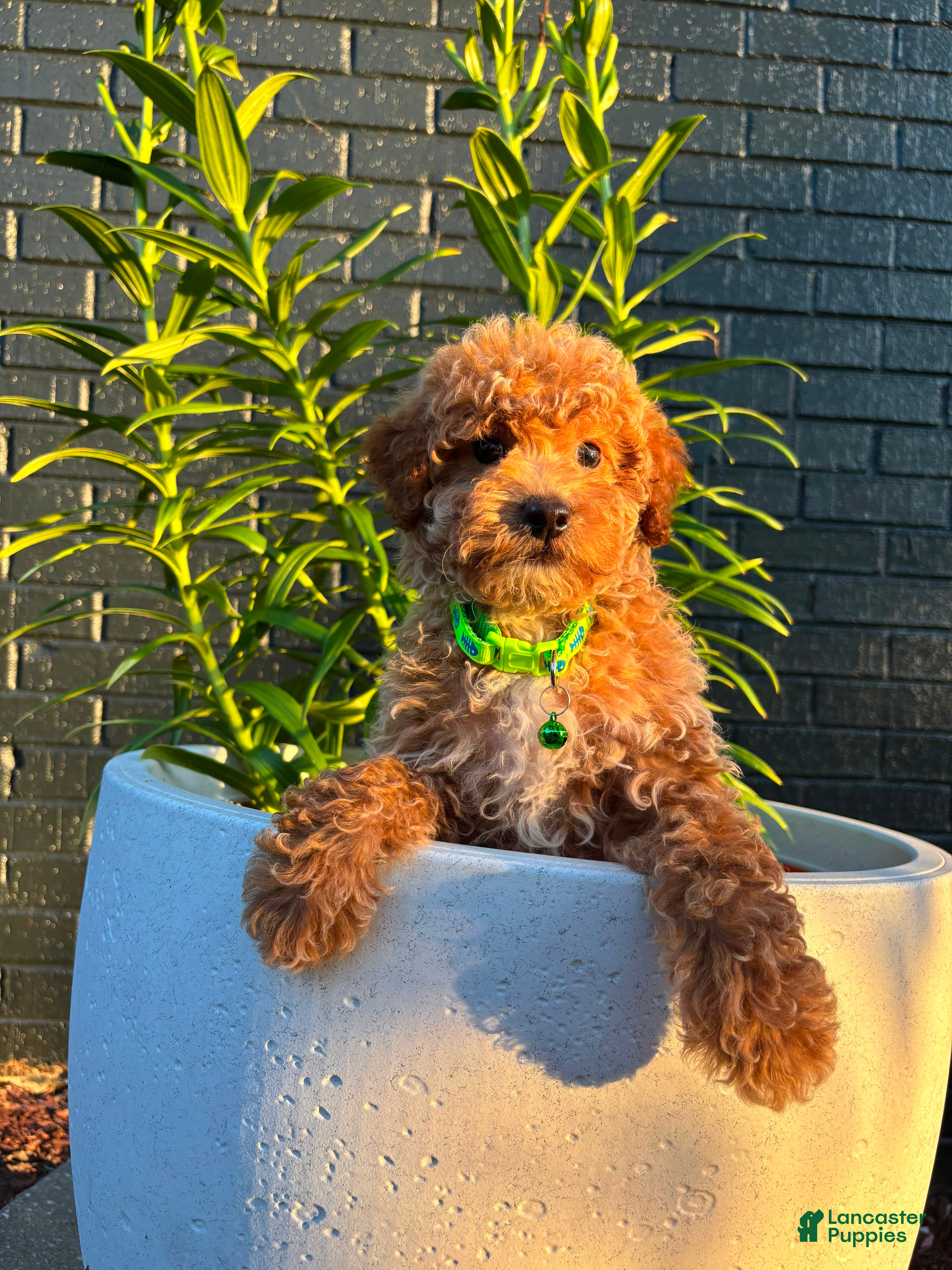 Toy Poodle dogs Bentley🩵🐩 - Ad 24
