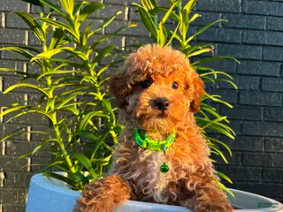 Toy Poodle dogs Bentley🩵🐩 - Ad 37