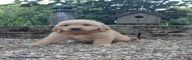 Roscoe