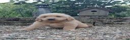 Golden Retriever dogs for sale: Roscoe - Ad 1