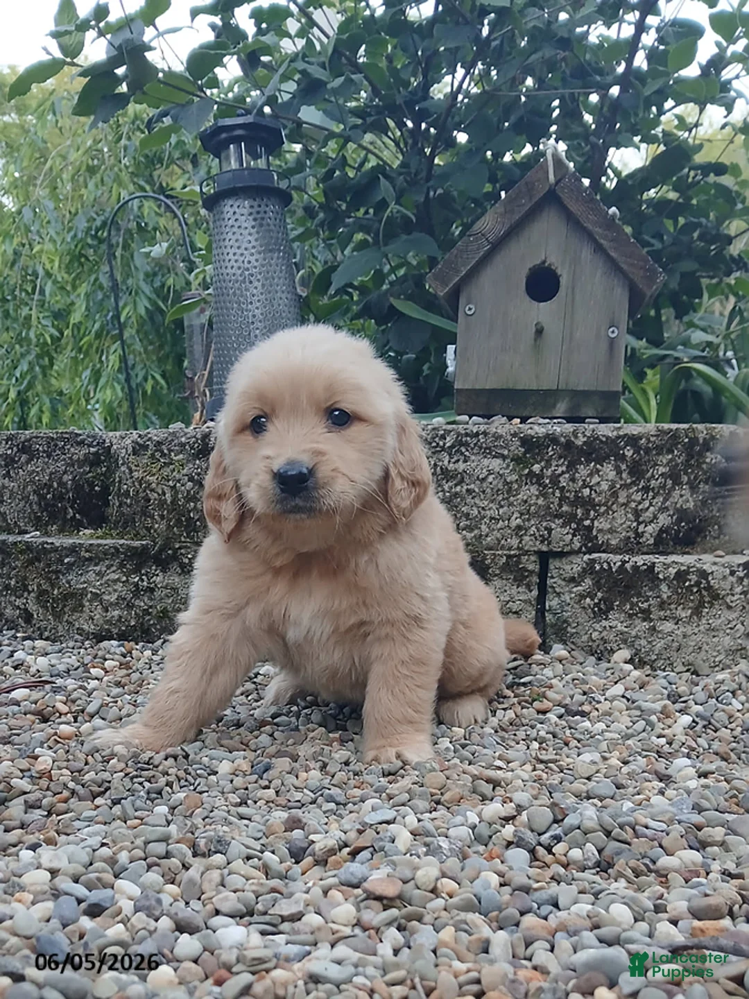 Golden Retriever dogs for sale: Roscoe - Ad 1