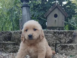 Golden Retriever dogs for sale: Roscoe - Ad 4