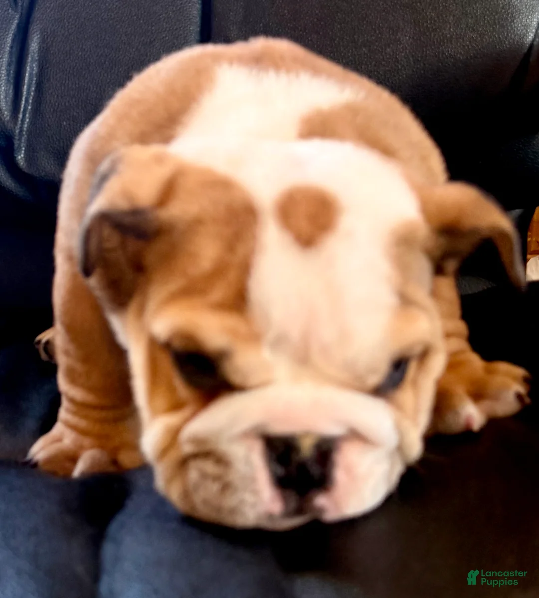 American Bulldog dogs for sale: Gunther - Ad 4