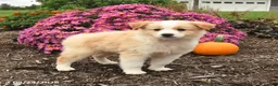Miniature Australian Shepherd dogs for sale: Jasper - Ad 4