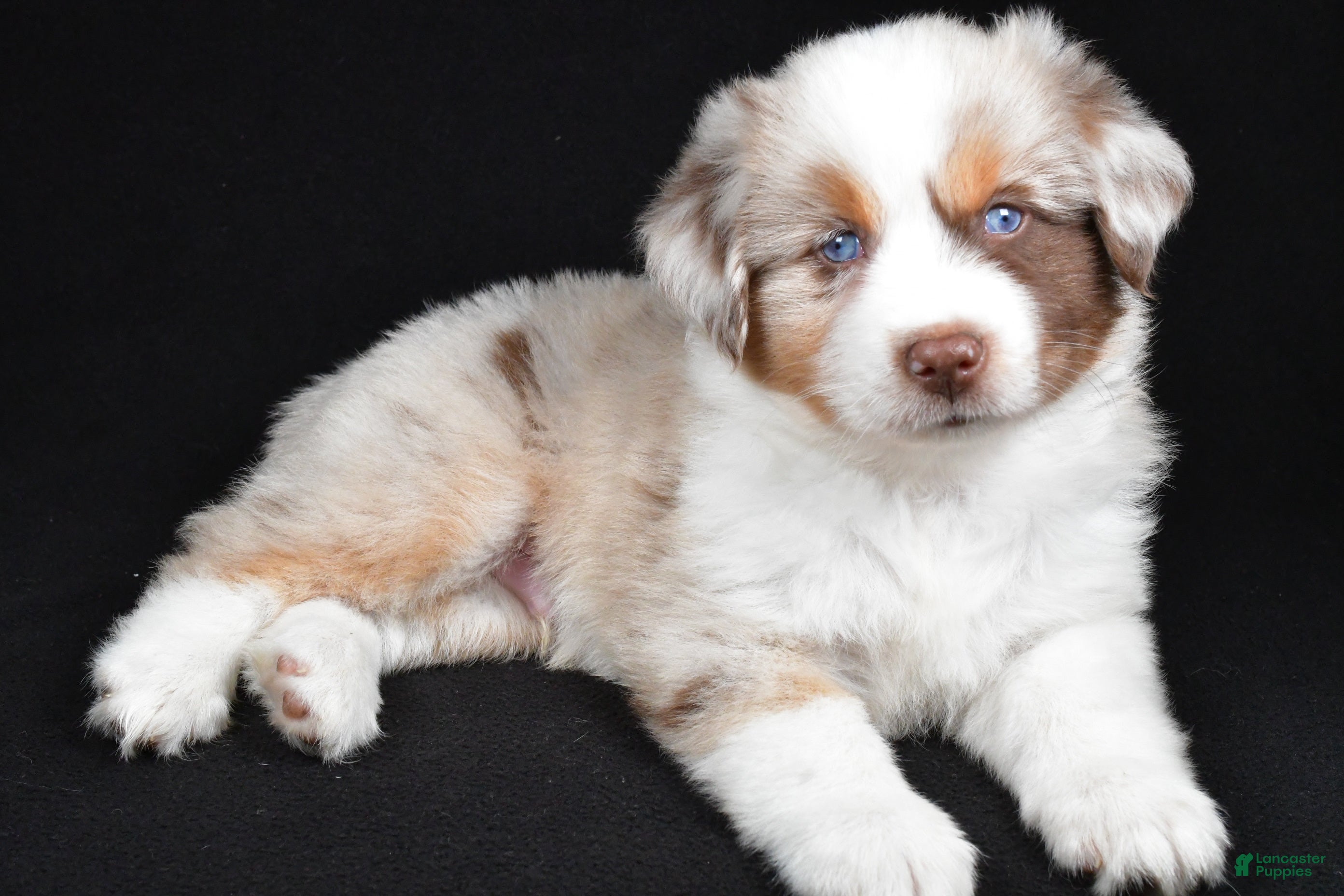 Miniature Australian Shepherd dogs Austin - Ad 1