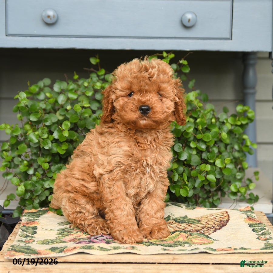 Cockapoo dogs Max - Ad 1